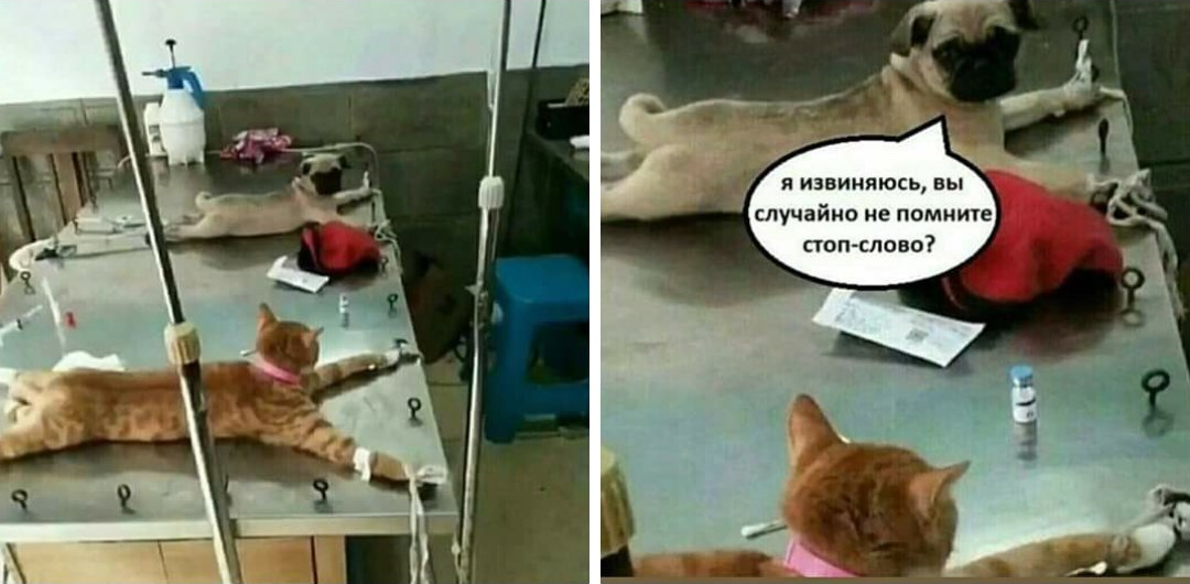 Сколько времени занимает восстановление после кастрации?